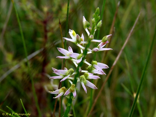 {Polygala hookeri}